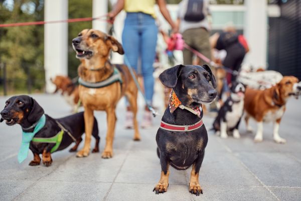 Roanoke Pets