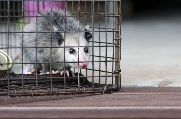 Roanoke Wildlife Removal
