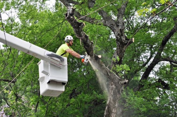 Roanoke Tree Trimming