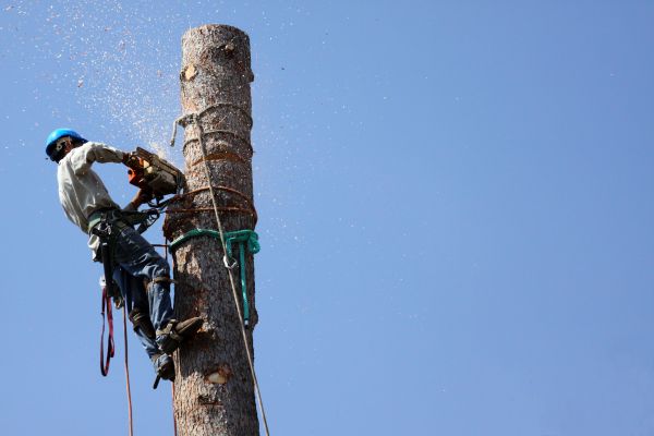 Roanoke Tree Removal