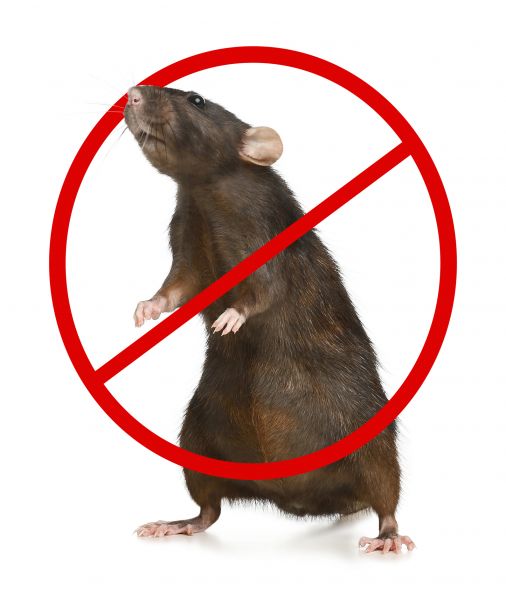 Roanoke Pest Control Service